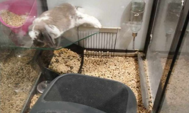 Petition : INTERDIRE LA VENTE D’ANIMAUX CHEZ NOA ANIMALERIE