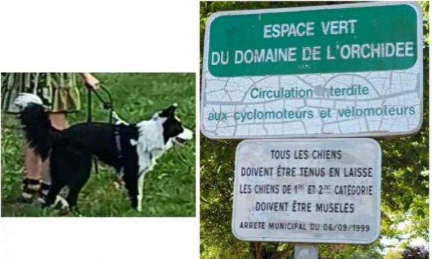 Petition : Stop aux chiens non tenus en laisse sur le domaine public !