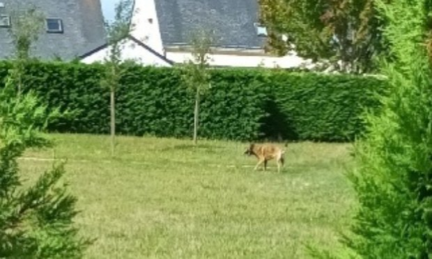 Petition : Stop aux chiens non tenus en laisse sur le domaine public !