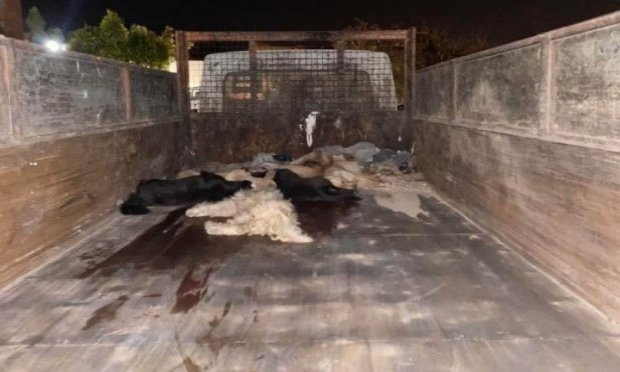 Petition : Let's continue the fight against massacres, tortures and the misery of stray animals in Morocco!
