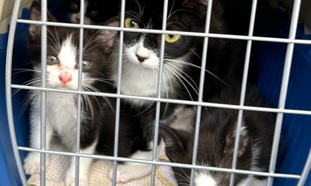 Petition : Stérilisation des chats errants Croix Rousse !