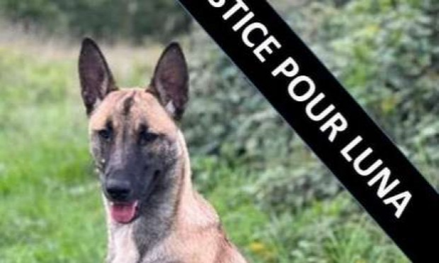 Petition : Pour que les actes de cruauté envers les animaux soient considérés comme un crime