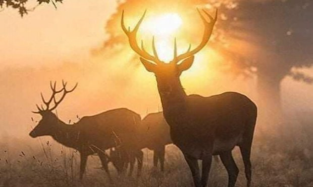 Petition : Pour l'abolition de la chasse à courre