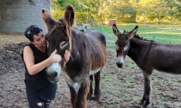 Petition : Stop à la chasse : justice pour l'âne Aladin blessé par balle !