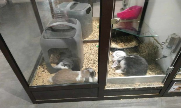 Petition : INTERDIRE LA VENTE D’ANIMAUX CHEZ NOA ANIMALERIE