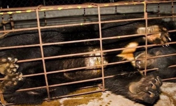 Petition : Stoppons le scandale absolu des fermes à bile d'ours en Asie !