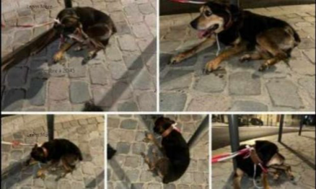 Petition : Justice pour Dirty, abandonnée, euthanasiée ayant des tumeurs mammaires le 11 septembre !