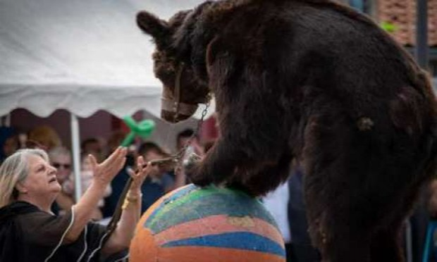 Petition : En marche vers une évolution radicale des droits des animaux en France
