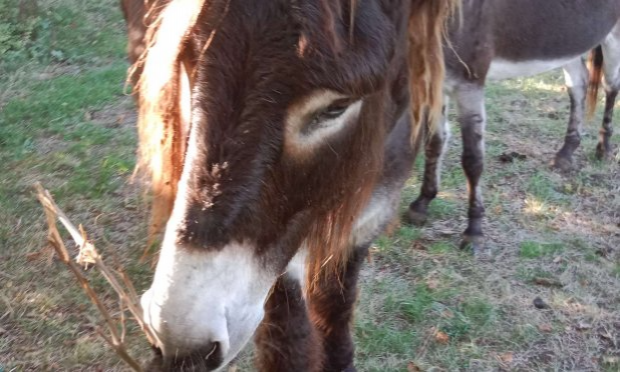 Petition : Stop à la chasse : justice pour l'âne Aladin blessé par balle !