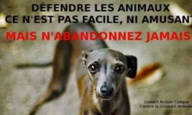 Petition : Création d'un ministère des droits des animaux en France
