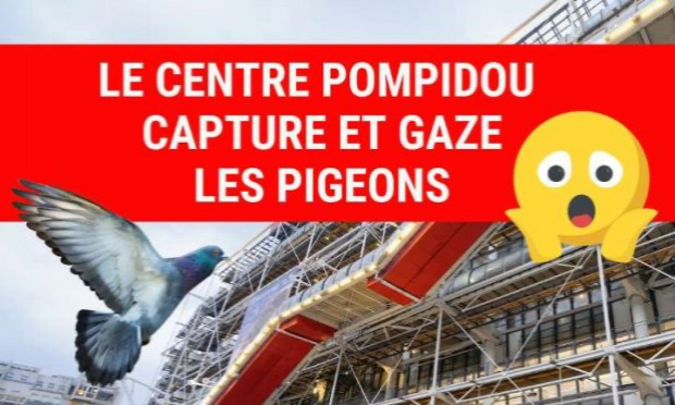 Petition : Paris : Hordes de pigeons affamés et d'autres espèces d'oiseaux survivants.