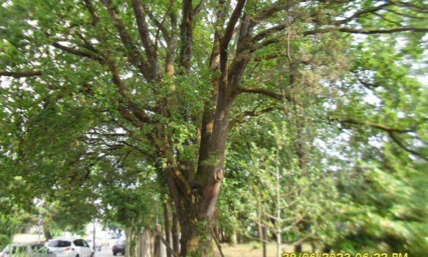 Petition : Stop à l'abattage des arbres au Bout des Landes à Nantes