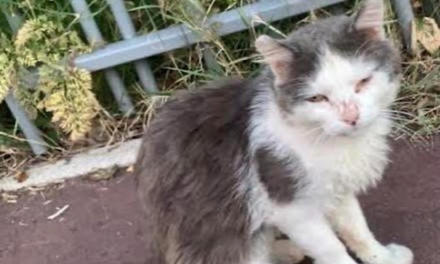 Petition : Pitié pour les chats !