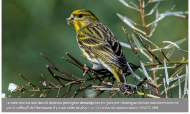 Petition : Non à l'abattage de 234 arbres au cœur d'Aubagne !