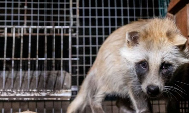 Petition : Interdiction des ventes de fourrures animales à Paris
