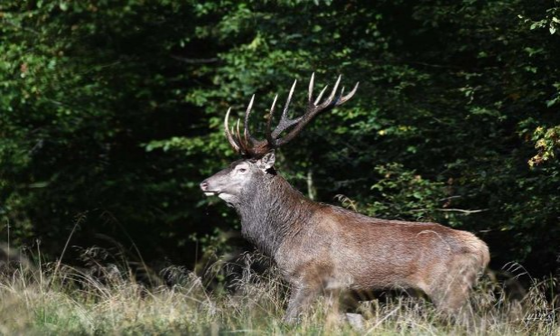 Petition : Pour l'abolition de la chasse à courre