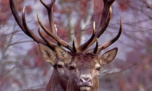 Petition : Pour la création d'une réserve naturelle sur le Lot 4 de la forêt de Mormal