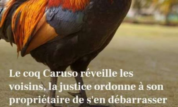 Petition : En marche vers une évolution radicale des droits des animaux en France