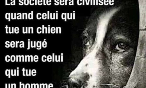 Petition : Pour que les actes de cruauté envers les animaux soient considérés comme un crime