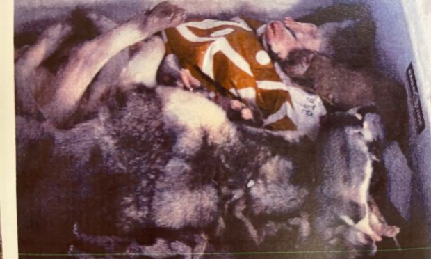 Petition : Urgent : Chiens pendus, gazés, maltraités, une lourde peine pour le chenil de l'enfer !