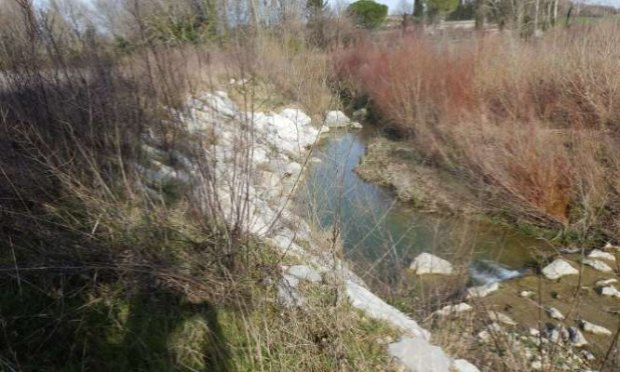 Petition : Halte à la destruction systématique de nos forêts alluviales