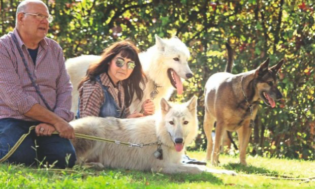 Petition : Laissez nos loups tranquilles ! Ils sauvent des vies !