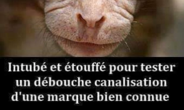 Petition : Pour que les actes de cruauté envers les animaux soient considérés comme un crime