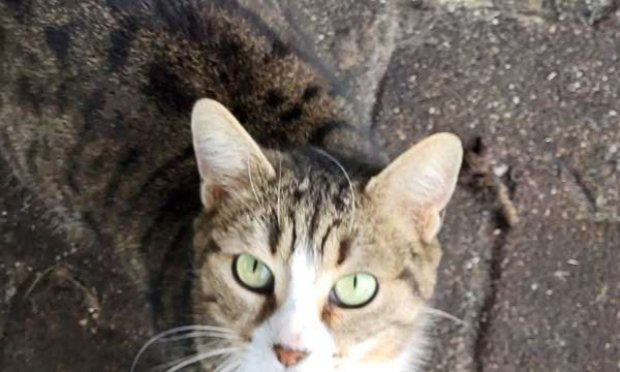 Petition : SOS : il faut sauver le sanctuaire animalier de Maddy !