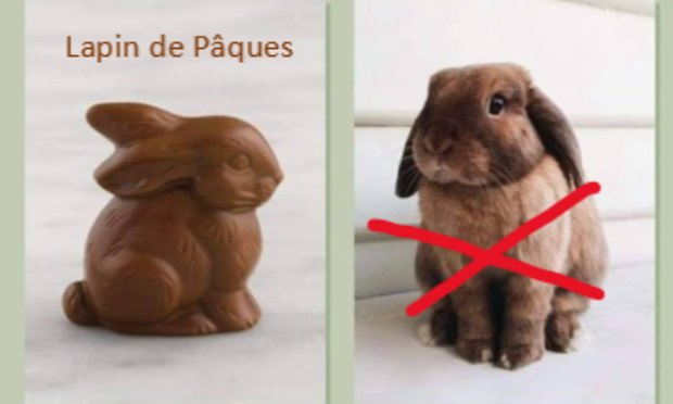 Petition : INTERDIRE LA VENTE D’ANIMAUX CHEZ NOA ANIMALERIE