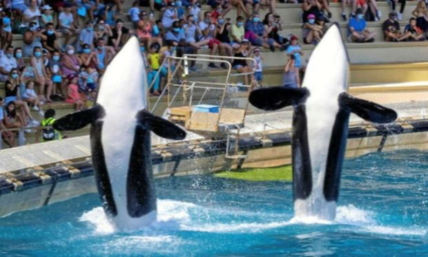 Petition : Pétition très urgente pour une otorisation de la programmation de la reproduction des orques  au marineland antibes