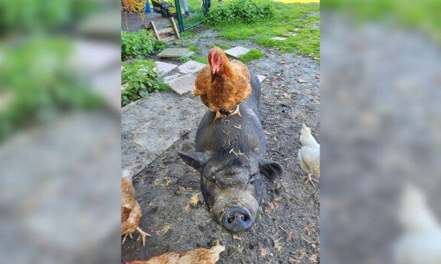 Petition : SOS : il faut sauver le sanctuaire animalier de Maddy !
