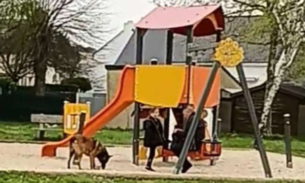 Petition : Stop aux chiens non tenus en laisse sur le domaine public !