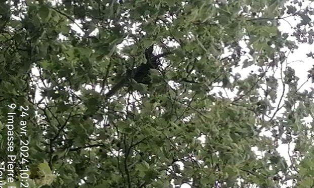Petition : Aidez-moi à sauver mon arbre !