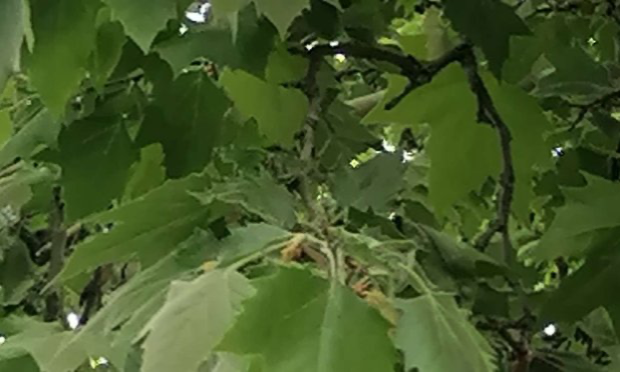 Petition : Aidez-moi à sauver mon arbre !