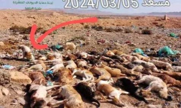 Petition : Urgence contre la barbarie et les crimes sur les animaux errants en Tunisie !