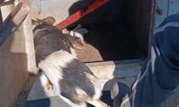 Petition : Lutte contre la persécution et l'extermination des chiens errants au Maroc : un combat sans issue ?