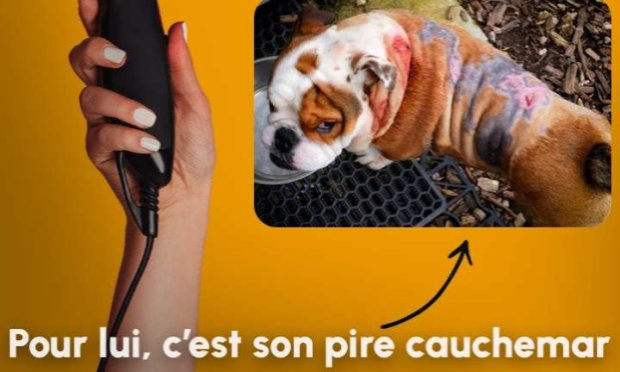 Petition : Justice pour Gordo , bouledogue torturé et brûlé à vif au sèche-cheveux par sa propriétaire