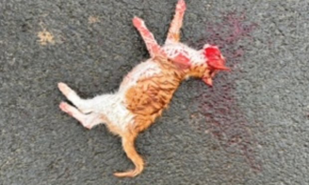 Petition : Halte au massacre des chats errants de Champeaux !
