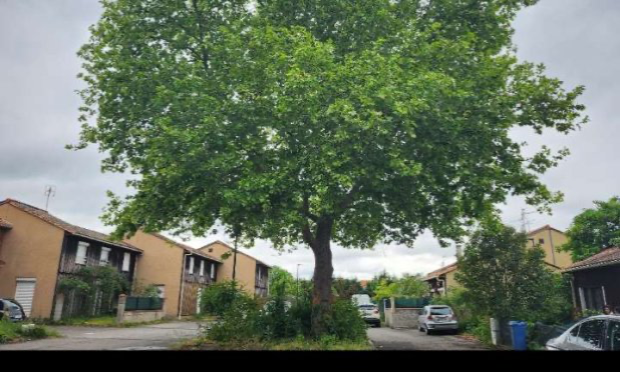 Petition : Aidez-moi à sauver mon arbre !