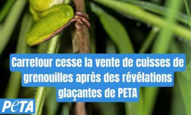 Petition : Stop à l'importation de grenouilles en France pour leurs cuisses  : cruauté animale indigne de notre pays !