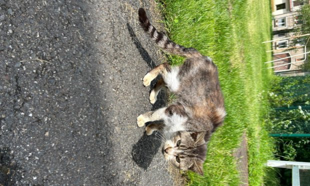 Petition : Pour la mise en place de soins et et la stérilisations des chats en détresse !