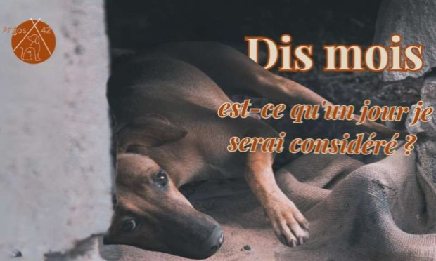 Petition : Stop à l'expérience animale pour la recherche scientifique !