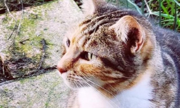 Petition : SOS : il faut sauver le sanctuaire animalier de Maddy !