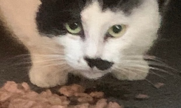 Petition : Pitié pour les chats !