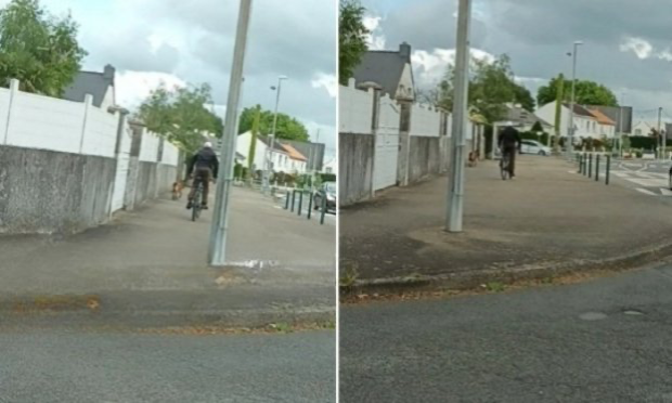 Petition : Stop aux chiens non tenus en laisse sur le domaine public !