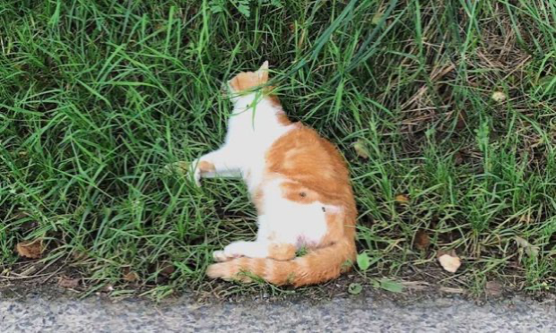 Petition : Halte au massacre des chats errants de Champeaux !