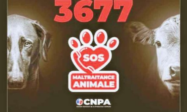 Petition : Justice exemplaire pour le malinois blessé au couteau et volonté de l'enterrer vivant à Hautmont ( Nord )