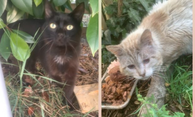 Petition : Pitié pour les chats !