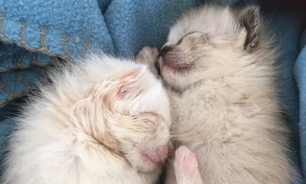 Petition : SOS : Il faut sauver les 150 chats de Mahine Association Bastet !