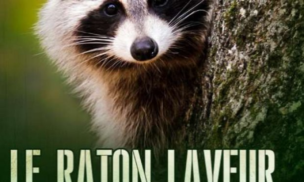 Petition : STOP au massacre des ratons laveurs dans l'Aisne et ailleurs, OUI à la stérilisation !